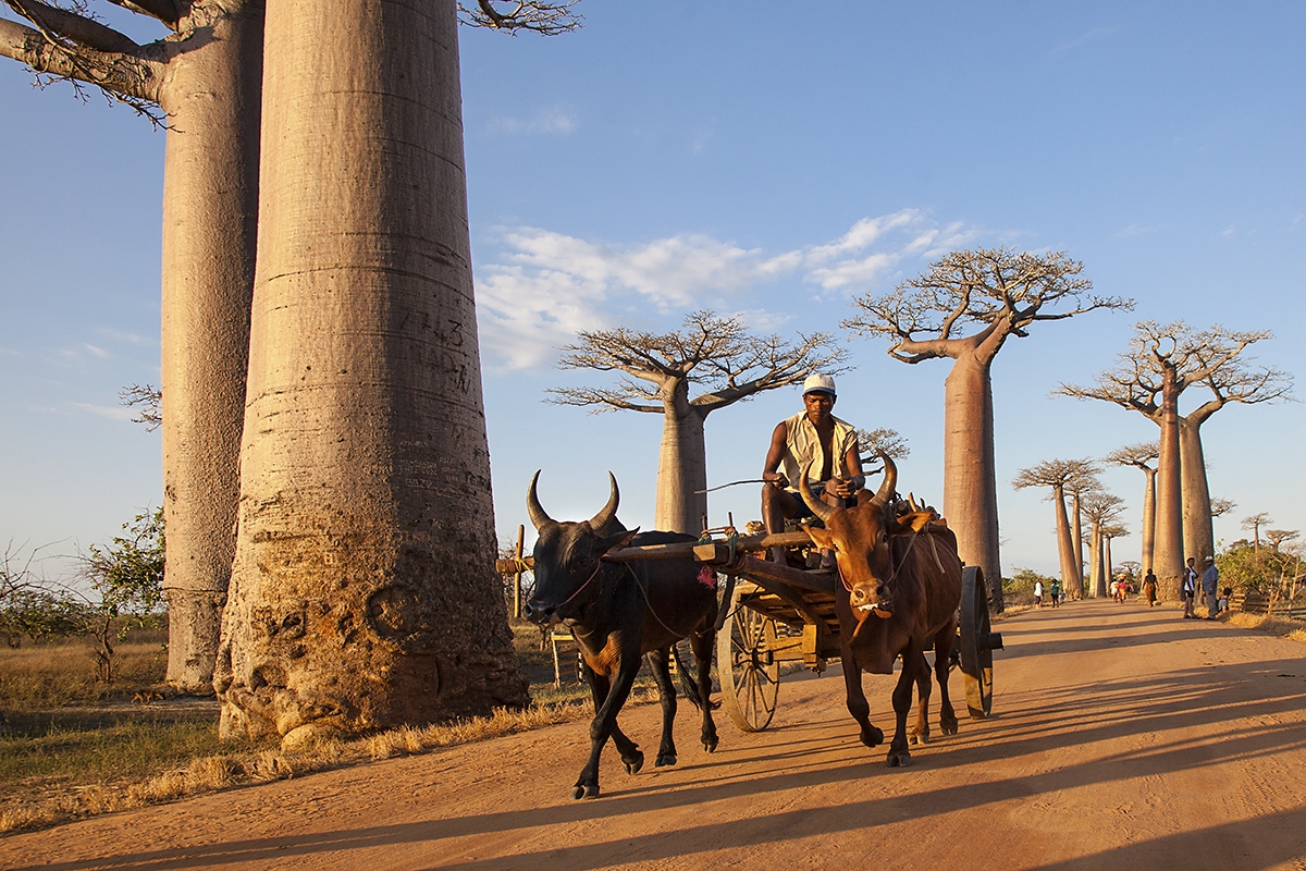 Alej baobabů, západní Madagaskar